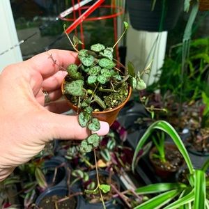 String Of Hearts LIVE Plant 2 inch pot